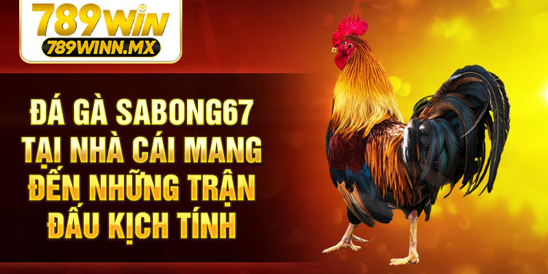 Đá gà Sabong67 tại nhà cái mang đến những trận đấu kịch tính