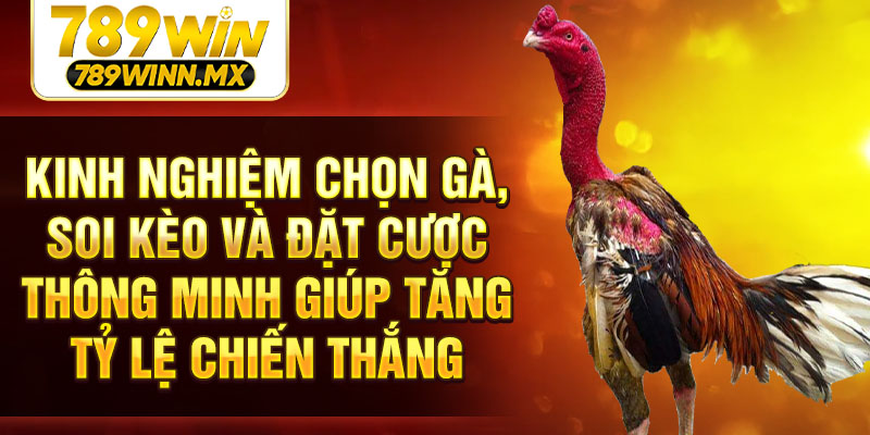 Kinh nghiệm chọn gà, soi kèo và đặt cược thông minh giúp tăng tỷ lệ chiến thắng