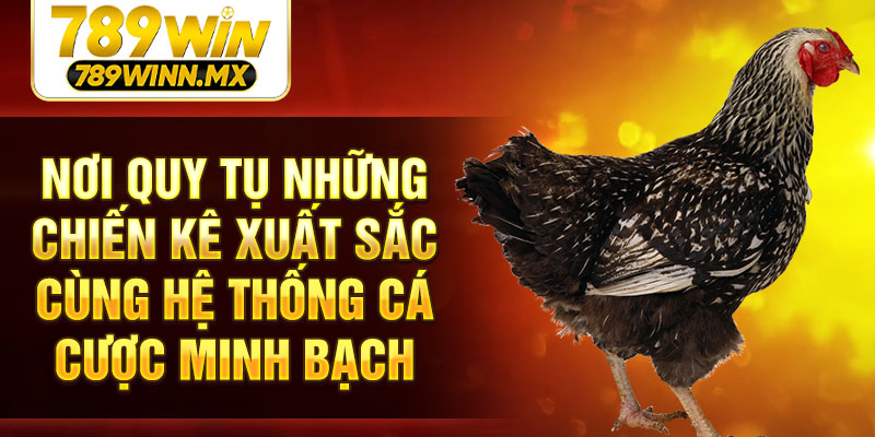 Nơi quy tụ những chiến kê xuất sắc cùng hệ thống cá cược minh bạch