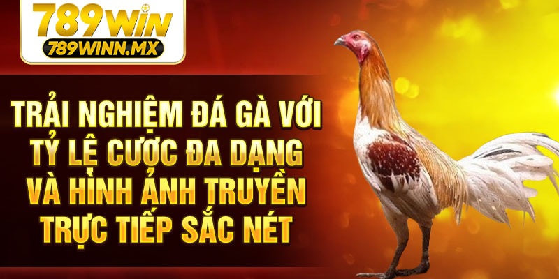 Trải nghiệm đá gà với tỷ lệ cược đa dạng và hình ảnh truyền trực tiếp sắc nét