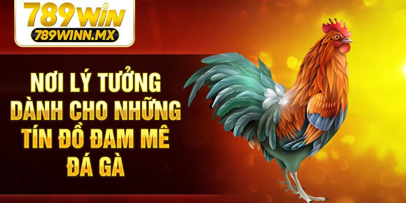 Nơi lý tưởng dành cho những tín đồ đam mê đá gà