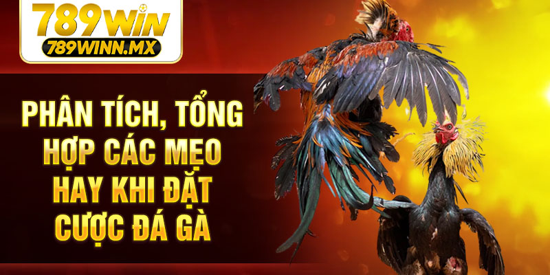 Phân tích, tổng hợp các mẹo hay khi đặt cược đá gà