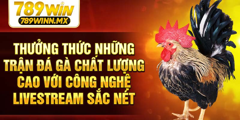 Thưởng thức những trận đá gà chất lượng cao với công nghệ livestream sắc nét