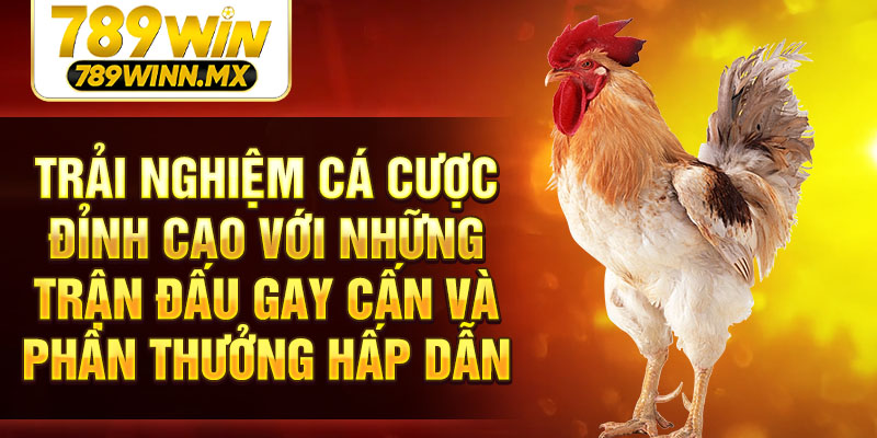 Trải nghiệm cá cược đỉnh cao với những trận đấu gay cấn và phần thưởng hấp dẫn